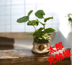 光触媒 人工観葉植物 ウォールグリーン フェイクグリーン ローレル90