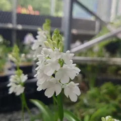 2026年最新】野生蘭の人気アイテム - メルカリ