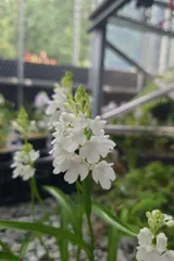 2026年最新】野生蘭の人気アイテム - メルカリ