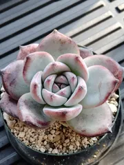 ブラックサバス　A