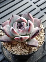 2026年最新】ブラックサバス多肉の人気アイテム - メルカリ