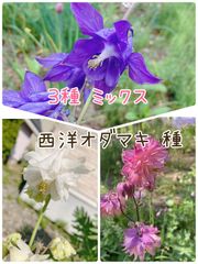 大アヤメのサヤ　中に種あり　採取したて 多数セット200〜300個 大アヤメのサヤ 中に種あり 採取したて 多数セット200〜300個 - メルカリ