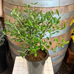 現品］【希少】☆人気☆ 17番 創樹 オリーブ セントキャサリン 5号