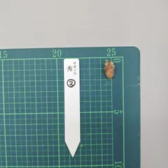 2026年最新】野生蘭の人気アイテム - メルカリ