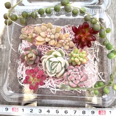 ★多肉植物カット苗詰め合わせ★セダムカット苗★エケベリア小苗★ちまちま寄せ植え★