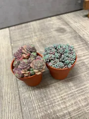 多肉植物　スプリングワンダー　パープルヘイズ　セダム　セット　ミニ鉢