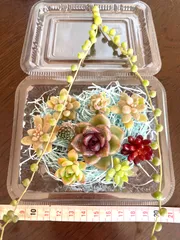 ★多肉植物カット苗詰め合わせ★セダムカット苗★ブラッククイーン★エケベリア小苗★ちまちま寄せ植え★ネックレス付き★