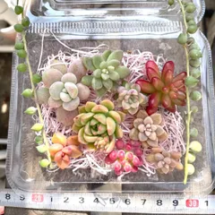 ★多肉植物カット苗詰め合わせ★セダムカット苗★エケベリア小苗★ちまちま寄せ植え★ネックレス付き★