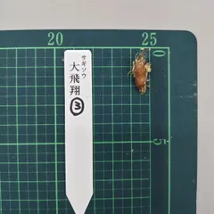 2026年最新】野生蘭の人気アイテム - メルカリ