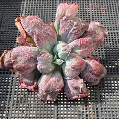 【新入荷｜送料込】エケベリア　韓国苗　超大苗　バロンボールド　多肉植物｜ポコ多肉　p_3750