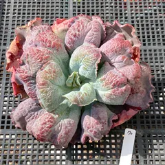 【新入荷｜送料込】エケベリア　韓国苗　超大苗　バロンボールド　多肉植物｜ポコ多肉　p_3751