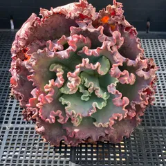 【新入荷｜送料込】エケベリア　韓国苗　超大苗　メリディアン　多肉植物｜ポコ多肉　p_3753