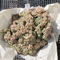 新入荷｜送料込】エケベリア 韓国苗 超大苗 パープルスプリング