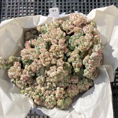 【新入荷｜送料込】エケベリア　韓国苗　キャラメルスプライト群生　多肉植物｜ポコ多肉　p_3756