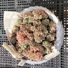 新入荷｜送料込】エケベリア 韓国苗 超大苗 パープルスプリング