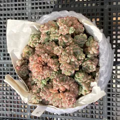 【新入荷｜送料込】エケベリア　韓国苗　キャラメルスプライト群生　多肉植物｜ポコ多肉　p_3757