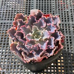 新入荷｜送料込】アエオニウム 韓国苗 オクス（Aeonium Oksu） 多肉