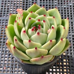 新入荷｜送料込】エケベリア 韓国苗 超大苗 メリディアン 多肉植物