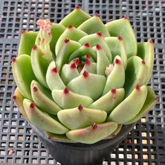 【新入荷｜送料込】エケベリア大苗　韓国苗　ブルードラゴン　多肉植物｜ポコ多肉　p_3760