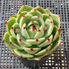 【新入荷｜送料込】エケベリア　韓国苗　ブルードラゴン大苗　多肉植物｜ポコ多肉　p_3761