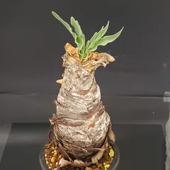 2026年最新】ブーファン ディスティチャの人気アイテム - メルカリ