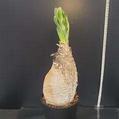 2026年最新】ブーファンの人気アイテム - メルカリ