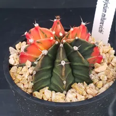 2026年最新】ギムノカリキウム 緋牡丹錦の人気アイテム - メルカリ