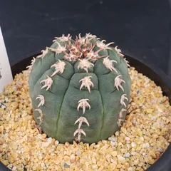 2026年最新】王冠竜の人気アイテム - メルカリ