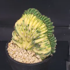 2026年最新】多肉植物 綴化の人気アイテム - メルカリ