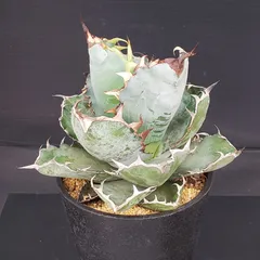 2026年最新】アガベ藍鯨の人気アイテム - メルカリ