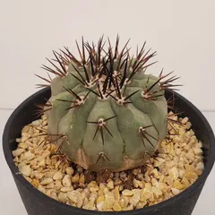 2026年最新】Copiapoaの人気アイテム - メルカリ