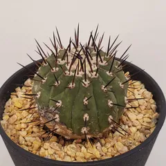 2026年最新】黒王丸 実生の人気アイテム - メルカリ