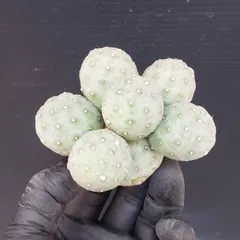 2026年最新】ゲオメトリクスの人気アイテム - メルカリ