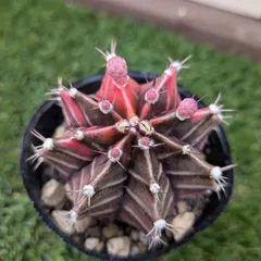 2026年最新】ギムノカリキウム 緋牡丹錦の人気アイテム - メルカリ