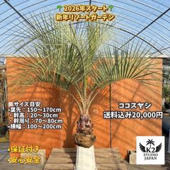ココスヤシ (225) ※スーパーシルバー リーフ - メルカリ