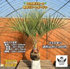2026年最新】ココスヤシの子株の人気アイテム - メルカリ