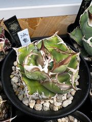 アガベ CJ Special NS No.3（発根済み） - メルカリ