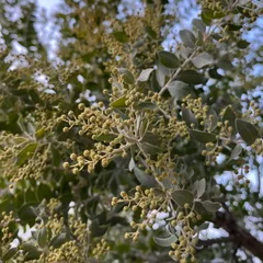 パールアカシア　蕾　ミモザ　フレッシュ　ネコポス