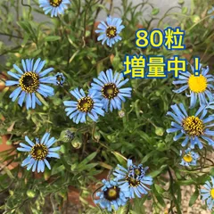 2026年最新】キングフィッシャーデージーの人気アイテム - メルカリ