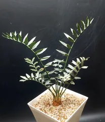 2026年最新】エンセファラルトス ホリダスの人気アイテム - メルカリ