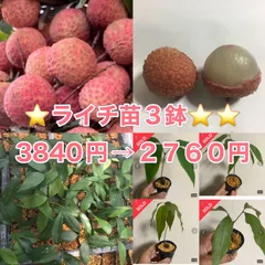 2026年最新】ライチ 苗木の人気アイテム - メルカリ