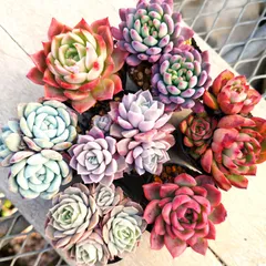 多肉植物 エケベリア  7種セット ec1 抜き苗