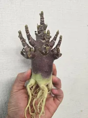 2026年最新】アデニウム ブラックスキンの人気アイテム - メルカリ