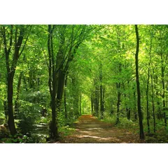 絵画風 壁紙ポスター (はがせるシール式) 視線が自然と奥へ抜ける森林 貼るインテリア キャラクロ SNR-028A2 (A2版 594mm×420mm) ＜日本製＞ ウォールステッカー お風呂ポスター