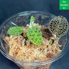 ビカクシダ】スパーバム 板付 SP002【コウモリラン】 - メルカリ