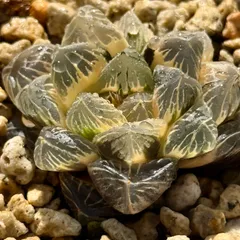 月夜オブツーサ錦　糊斑　子付き　H1985