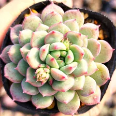 2026年最新】コロラータタパルパの人気アイテム - メルカリ