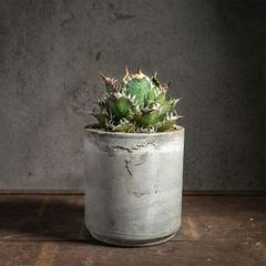 木質化！有望株！ 実生 ユーフォルビア クラビゲラ 塊根植物 鉢ごと
