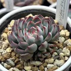 2026年最新】ザラゴーサSPノバの人気アイテム - メルカリ