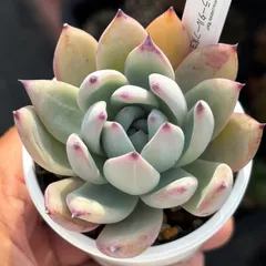 2026年最新】多肉の人気アイテム - メルカリ